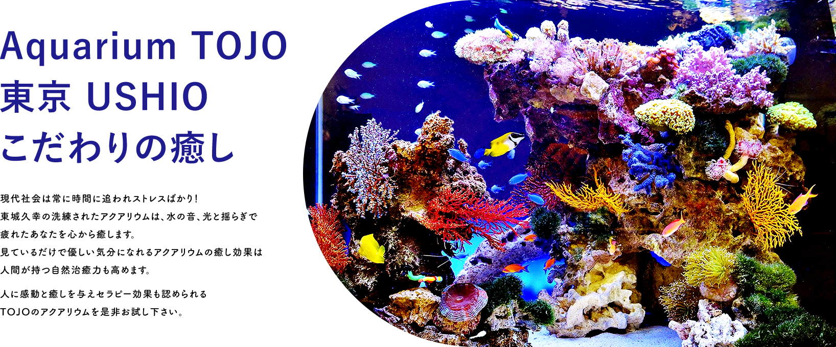 Aquarium TOJO 東京 USHIO こだわりの癒し